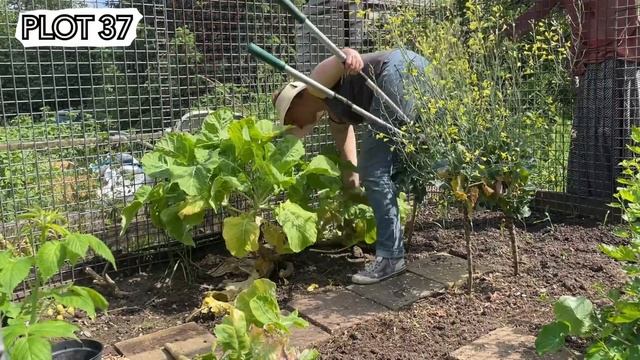 Companion Planting, A Total Sweetcorn Fail And Loads Of Sunshine || Plot 37 (Episode 62)