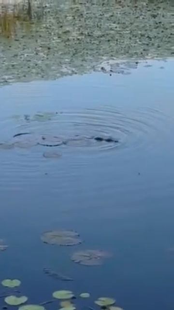 Platypus Diving To Feed