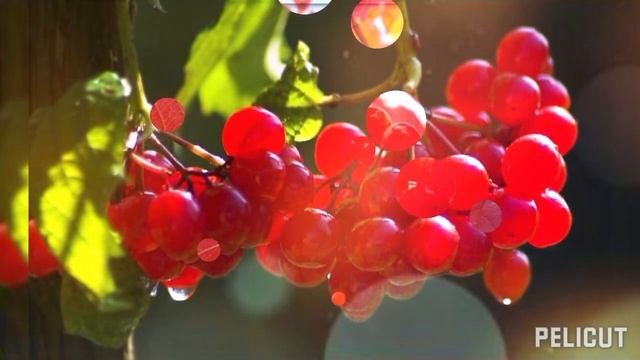 Скажи Калина.