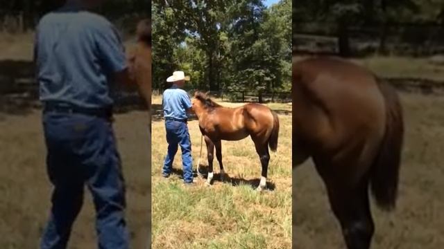 APHA 2015 Bay Filly Solid HUS Prospect By 