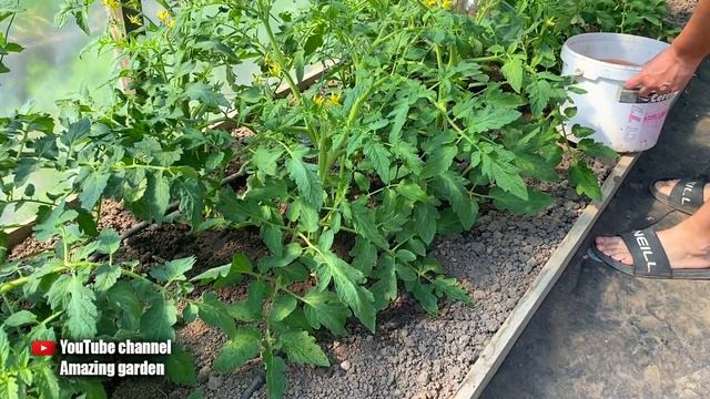 Very Important Top Dressing Of Tomatoes During Flowering! There Will Be Many Fruits  Water It