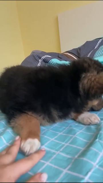 4272ea6ff25c1441303667b35775ff3b