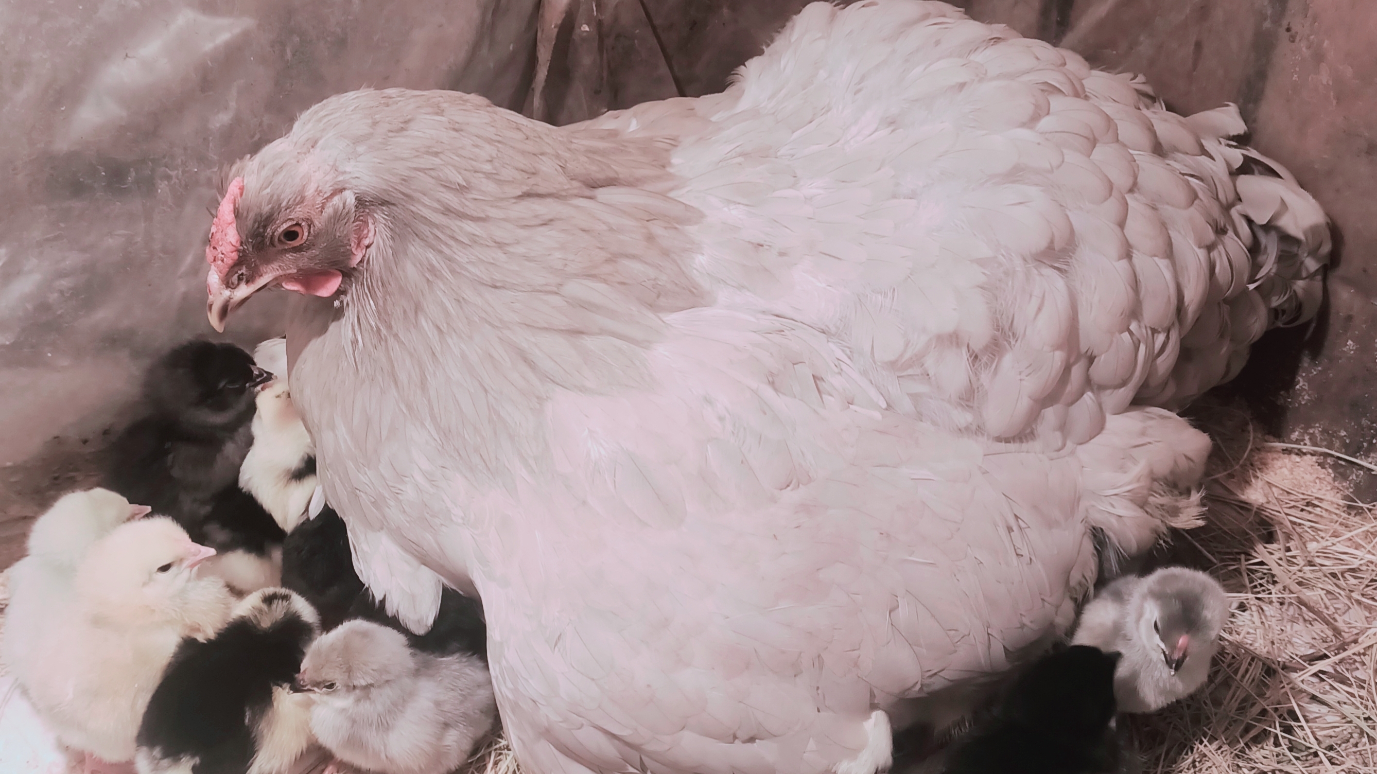 МОЙ ОПЫТ ИНКУБИРОВАНИЯ КУРИНЫХ ЯИЦ