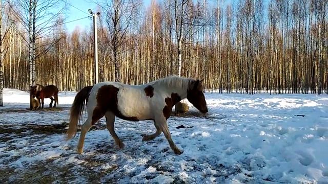 Бег, свободной лошади