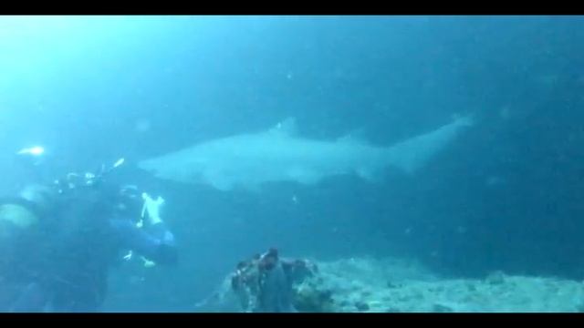 Aliwal Shoal - Cathedral