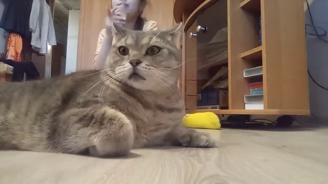 Кити флай - кис-кис-кис🐈😻😽