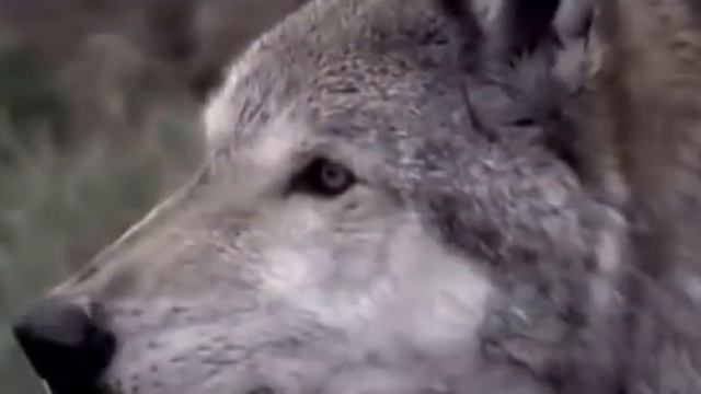 6cb6a5304fc93e418b04b72a417a87ea