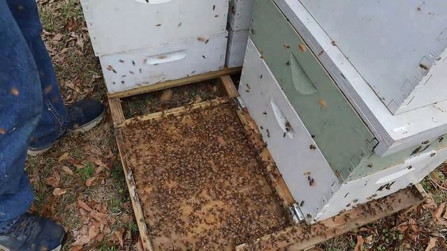 BEES After Almond POLLINATION | BEE INSPECTOR Weighs In