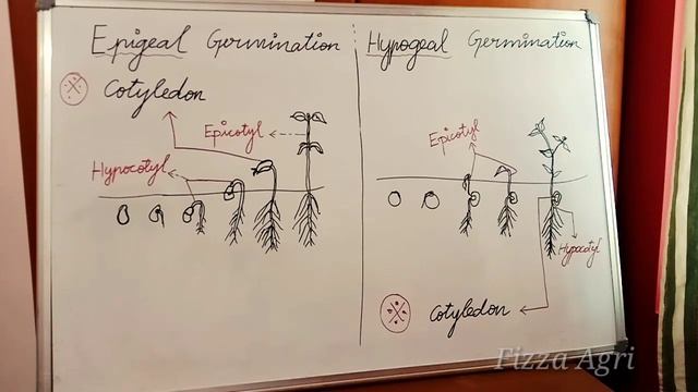 What Is The Difference Between Epigeal And Hypogeal Germination? Important Concept In Plant Science
