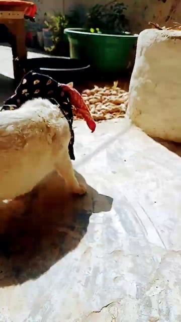 Makai Ke Dana Tar Puta