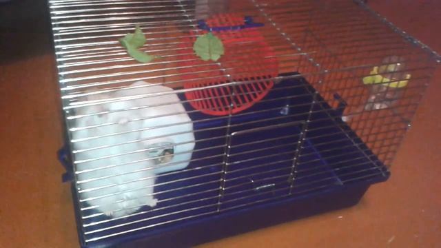 За витаминами!