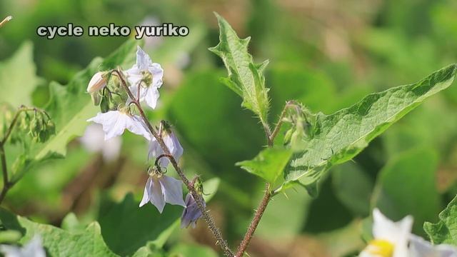 ワルナスビ、Solanum Carolinense．有毒ソラニン、要注意外来生物　210718