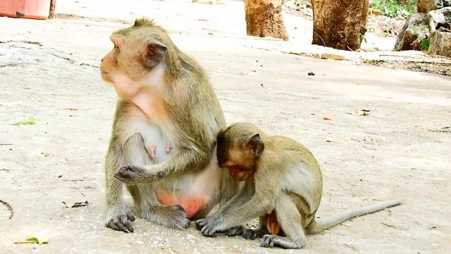 Wow  Nice Video When See Like This, Monkey AVA Now Has New Husband With During Breeding, Lion Monke
