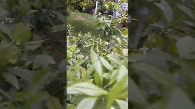 саженцы цитрусов, как выглядят сейчас, готовы к посадке