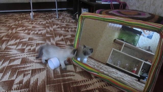 Томас и зеркало 1