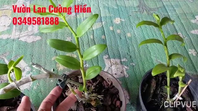 Bán Lan Rừng Giá Rẻ 0349581888.BT.AMT.chậu Nái Phiên 8/7/2023