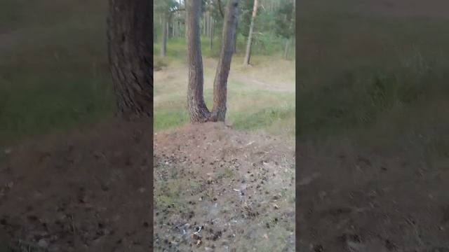 лесной энгри бëрдс, только вместо поросенка Роман., ждем ваших ответов в коментариях, подпишитесь..