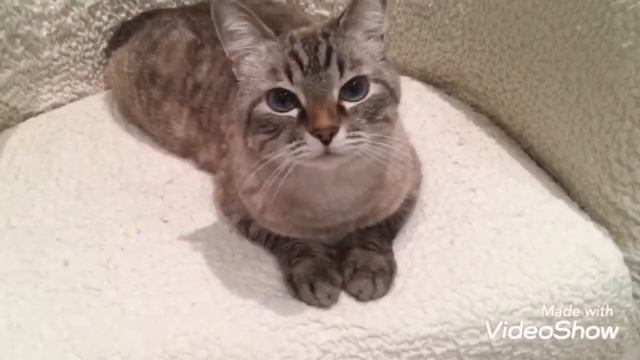 ОСЕННИЙ ЛИСТОПАД@МУДРЫЕ ЦИТАТЫ #vlog_by_nika_московские_будни