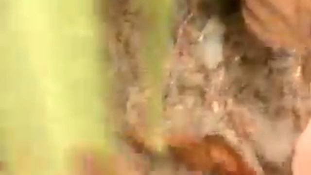 Giant Ant-Peninsular Malaysia