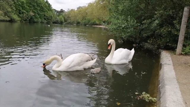 Лебеди и их потомство