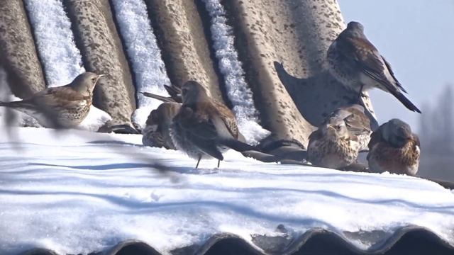 Рябиники (Turdus Pilaris) на водопое (без звука)