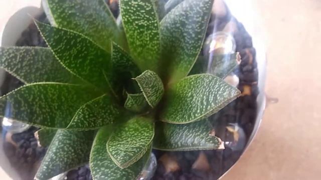 Haworthia Limifolia