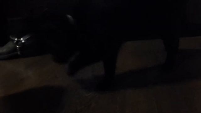 кошка психует