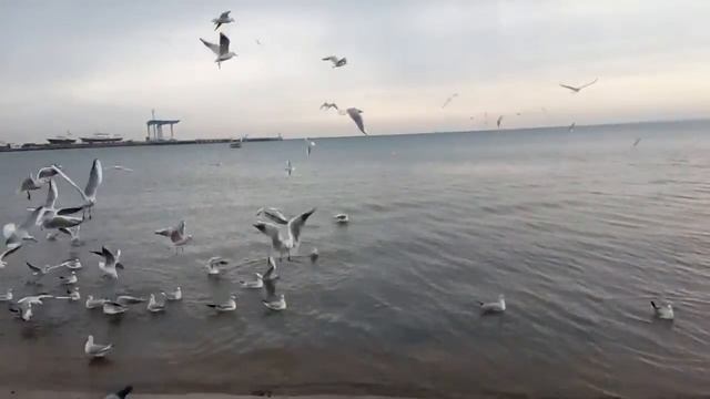 Чайки восхитительны