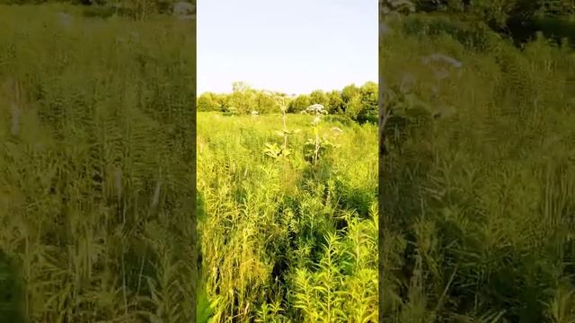 Поход за земляникой Часть 2