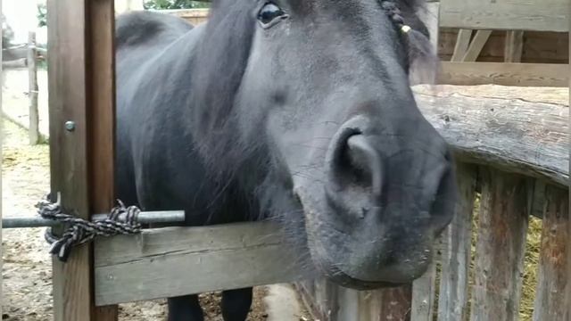 Pohni.Пони тоже кони.