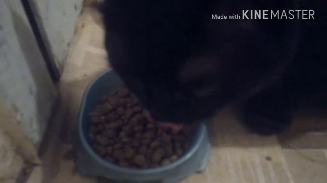 Корм и кот.Очень смешная озвучка!