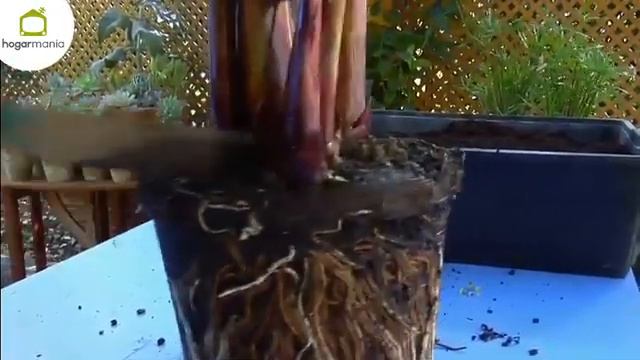 La Planta Del Papiro - Bricomanía