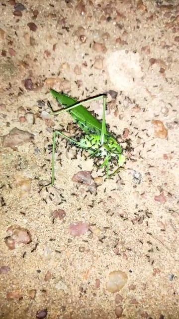 C081bffc7bdece3498ae7e9a18436ccf