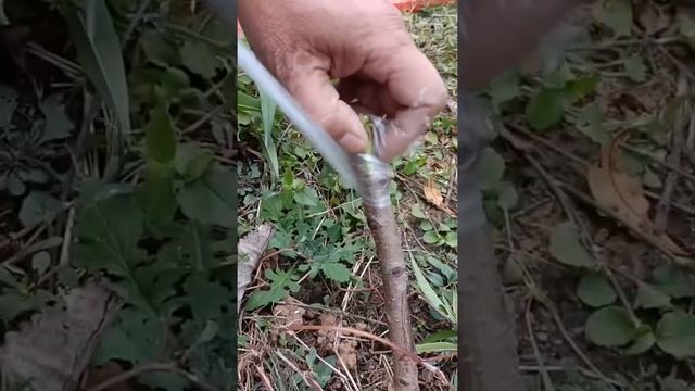 Graft A Fruit Tree With A Drill  Apple Pear  To Instill In The Pear Treel#grafting #grafting With D