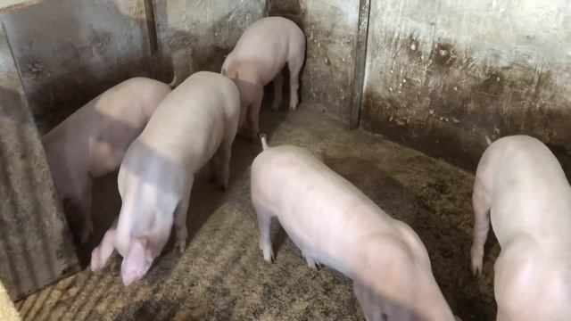 ЦІНИ на СВИНЕЙ Пішли 👇НАПІВТУШІ, Сало та Мясо🐷