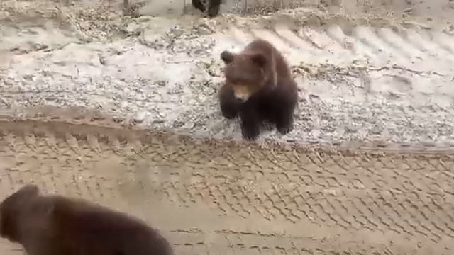 Юра в гостях у косолапых 26.05.24.