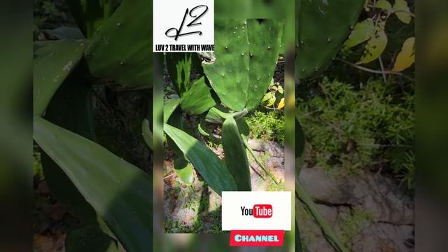 There Is A CRITTER Terrorizing Our #gardening .