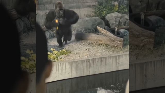 Depeche Mode Monkey

Https://www.depmode.com/Depeche_Mode_history.php