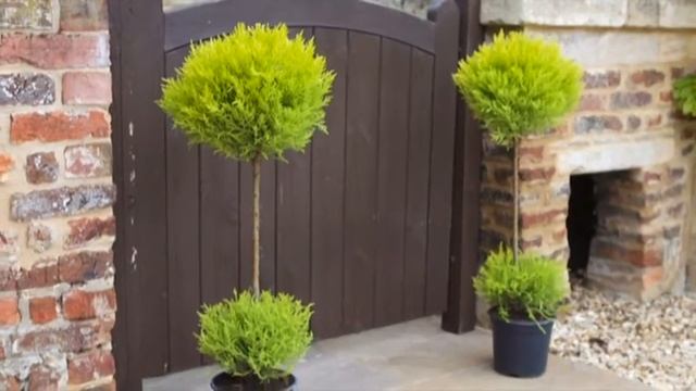 Cupressus Goldcrest Duo Ball