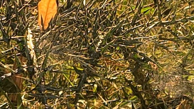 קיפודן מצוי قنفذي أدني الساق Echinops Adenocaulos