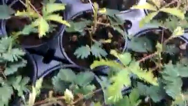 1156535 578162338903270 34666 N