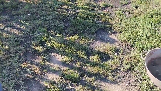 осенние подкормки.