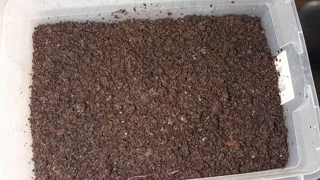 The Secret To Get Rid Of Mold !! #vermicompost #worms #wormbin #compostbin #wormfarm #wormfarmer