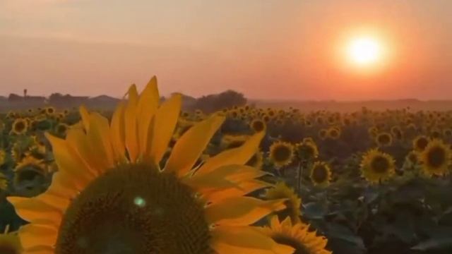 Павло Филипович. 