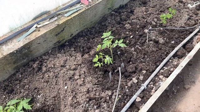 Высаживаем томаты, на ПУХОВУЮ ПЕРИНУ.для обильного урожая🍅💯