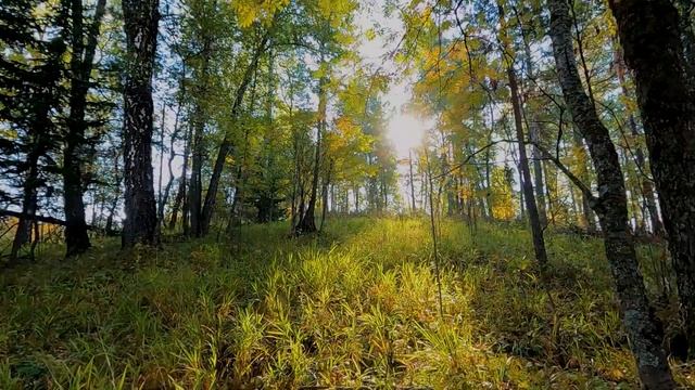 НЕУДАЧНАЯ ОХОТА НА РЯБЧИКА  И ЛЕТАЮЩИЙ БУРУНДУК.