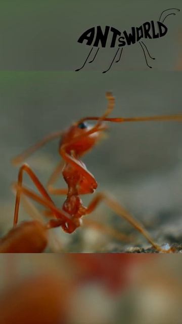Как умывается огненный муравей? #shorts