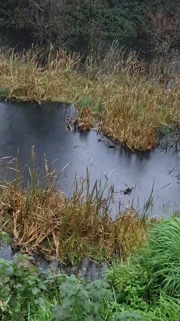 Falconry- Hunting Teal With A Sparrowhawk