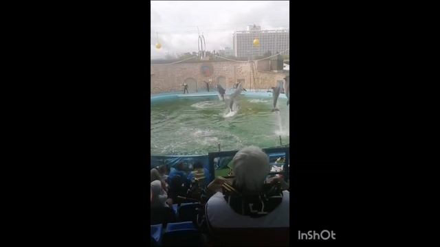 Дельфинарий. Сочи
