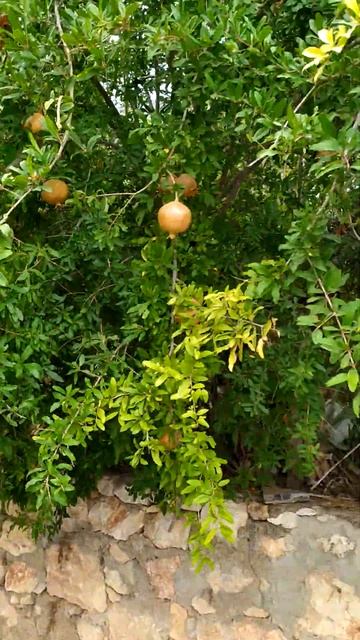 Как растет гранат/Турция